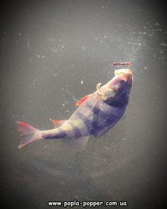 Окунь теж часто ловиться на Zrada Long 