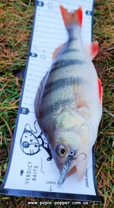 Сріблястий мальок і ось окуньок