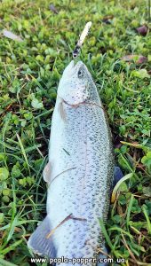 ZRADA LONG колір - біло чорний